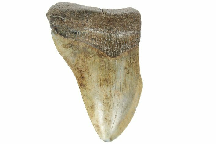 Partial Fossil Megalodon Tooth - Huge Meg Tooth #170335